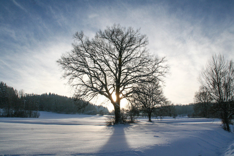 Winterlandschaft in Falkenstein